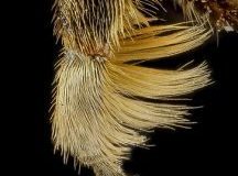 Megachile-fortis-midleg-216x300