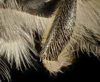 Megachile-petulans-midleg-196x300