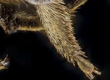 Megachile-sculpturalis-midleg-220x300