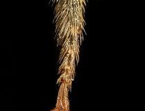 Melissodes-apicata-midleg-209x300
