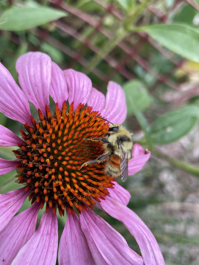 bumble bee on a purple cone flower