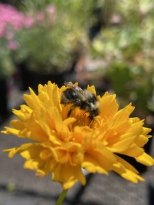 bumble bee on a yellow coreopsis flower
