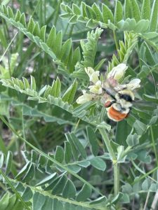 bumble bee foraging on a milkvetch flower