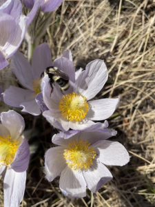 bumble bee on a prarie crocus flower