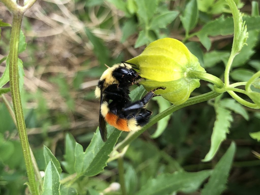 Bumble Bees of Calgary: A key and illustrated guide