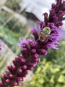 bumble bee foraging on a purple Anise hyssop flower