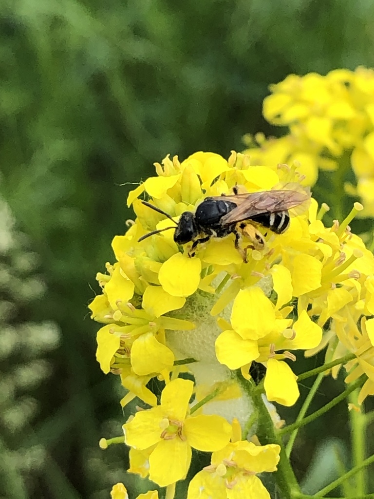 Calgary Pollinator Count!