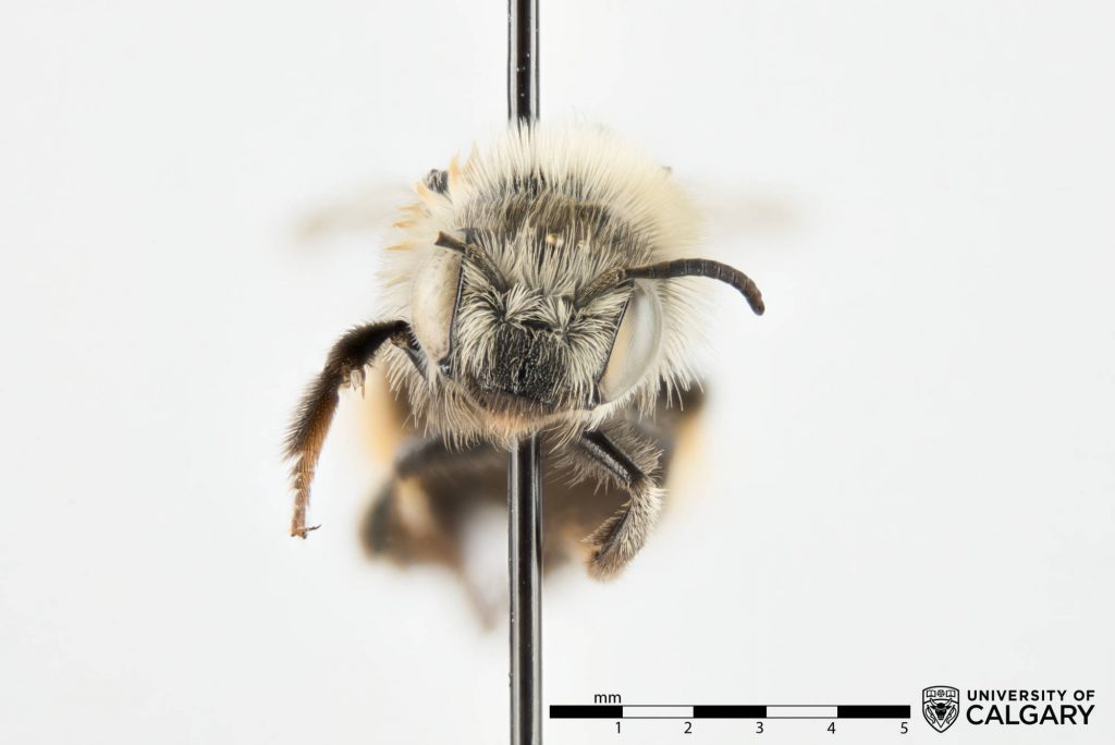 Native Bees of Alberta