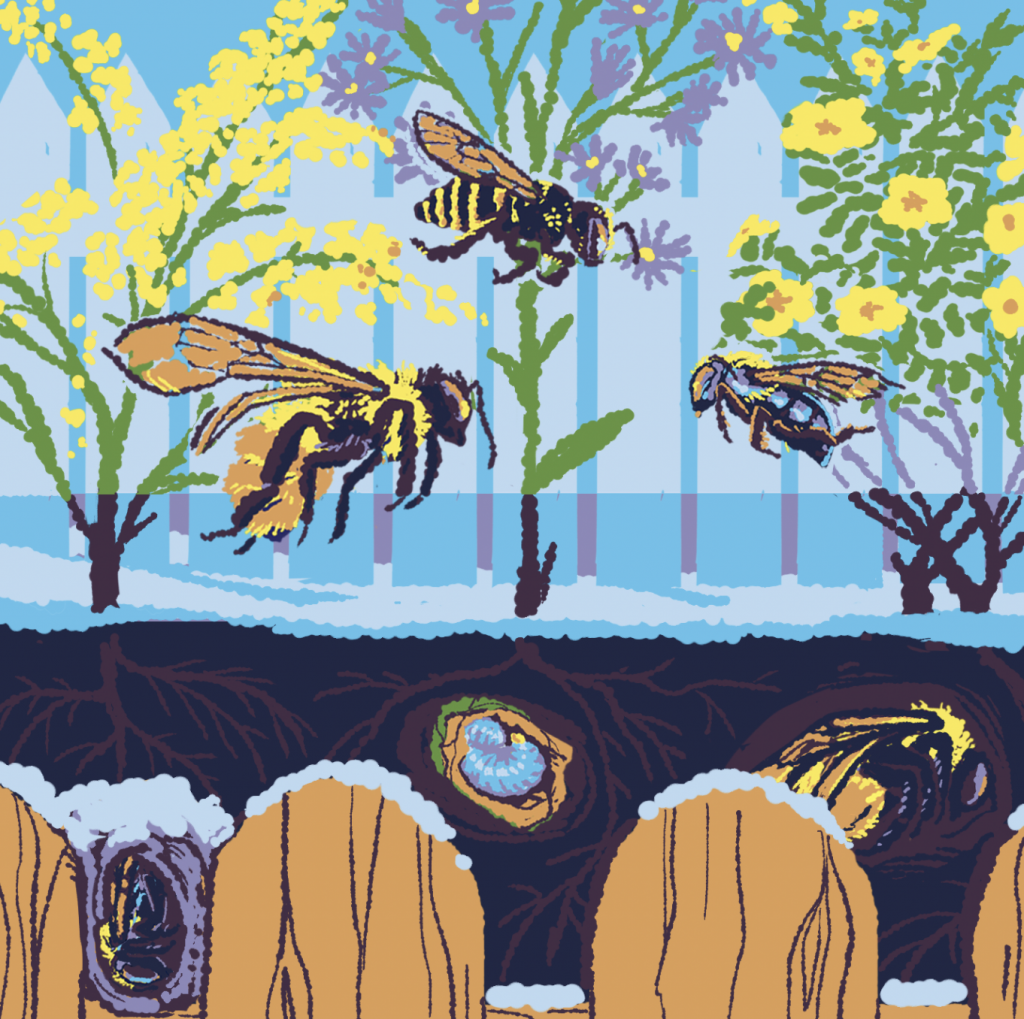 Native Bees: Chinook Blast Art & Science Event