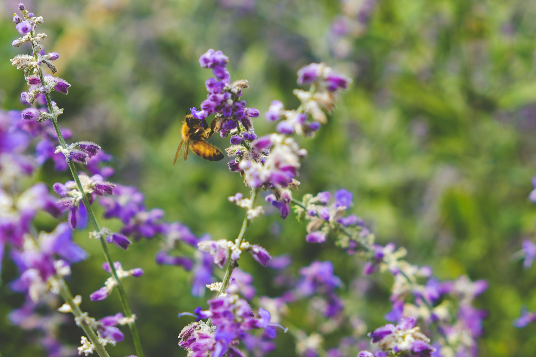 Biodiversity Resources